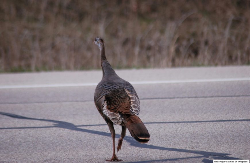 Fasan bringt Sozius auf Mottorad zu Fall – zur Haftungsfrage