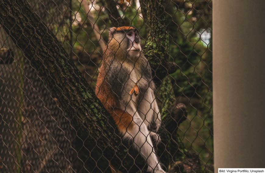 Affe weg – Freiheit auch: Diebstahl im Leipziger Zoo